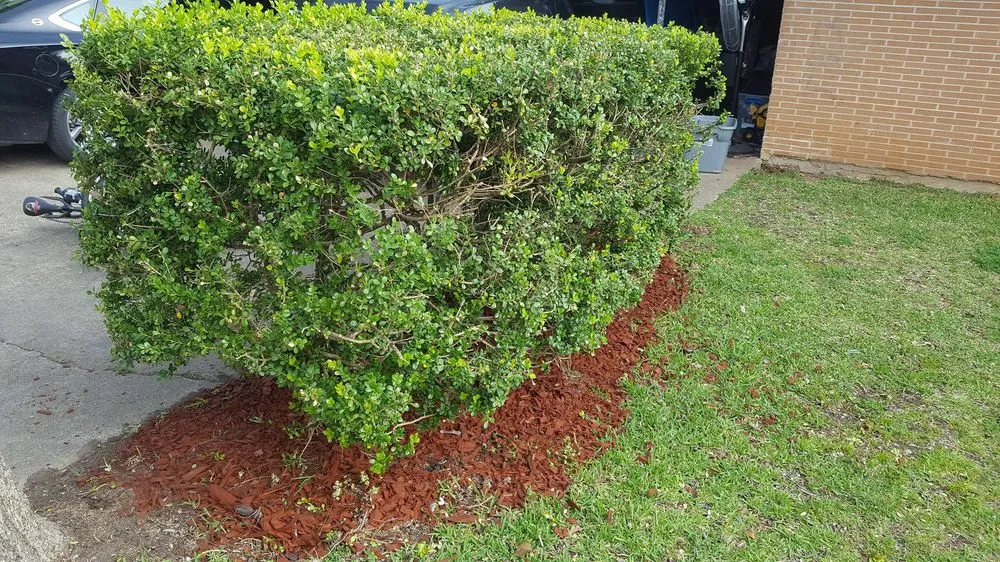 Reliable lawn care service for year-round maintenance in Caldwell, TX by Platinum Lawn Maintenance