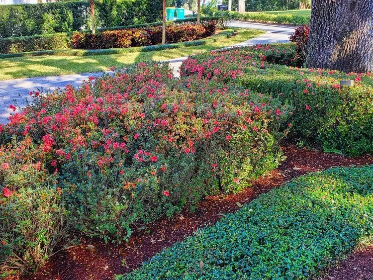 Custom yard maintenance experts serving Sanford, FL - Platinum Lawn Solutions