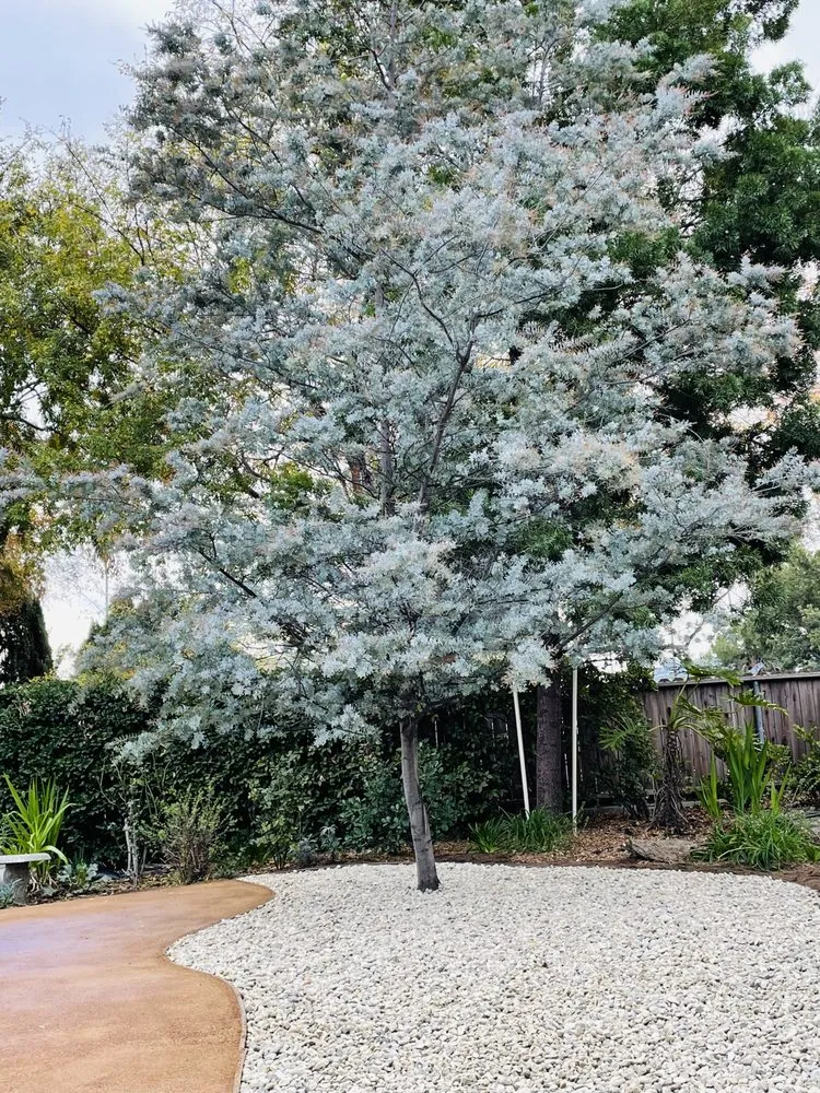 Expert yard cleanup service in Pasadena, CA by Platinum Paving & Landscaping