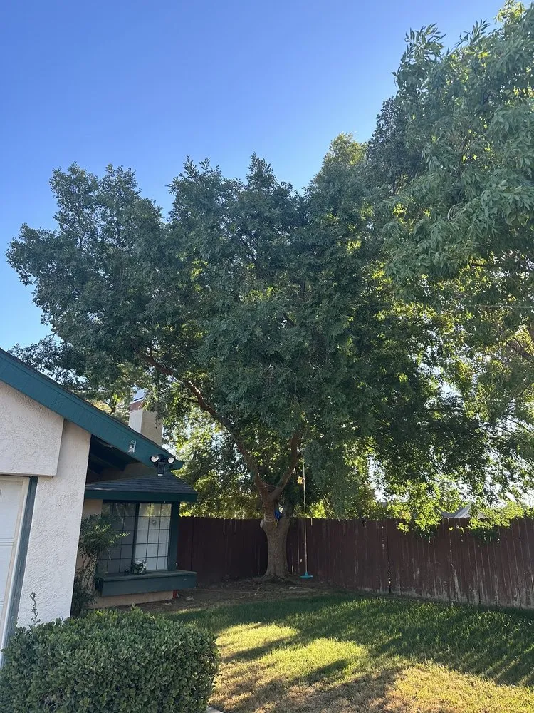 Affordable residential landscaping in California City, CA - Platinum Pines Tree service