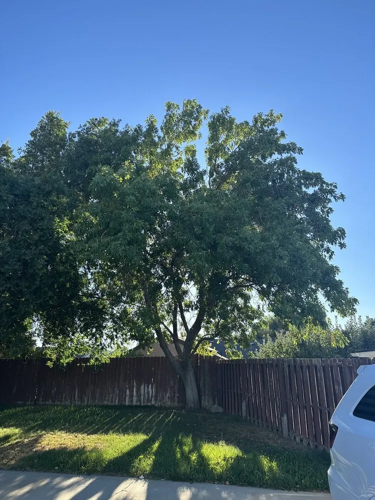 Affordable residential landscaping in California City, CA - Platinum Pines Tree service