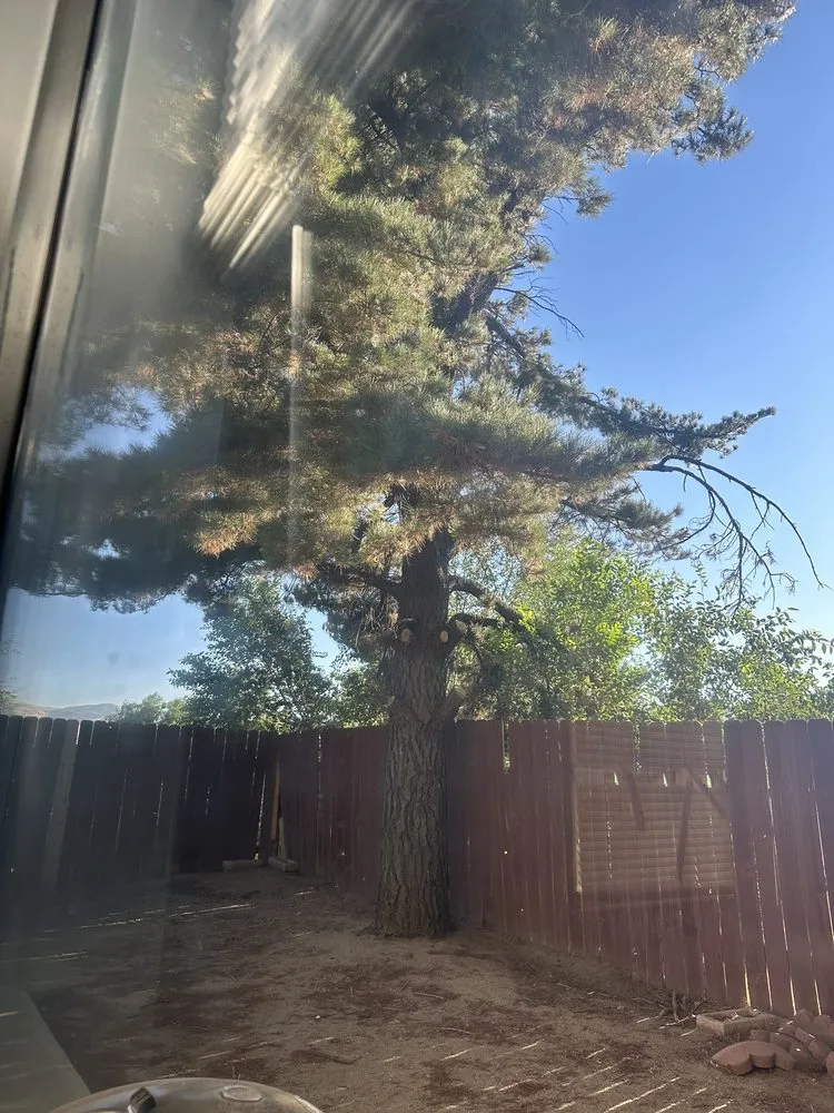 Professional landscape design for beautiful yards across California City, CA - Platinum Pines Tree service