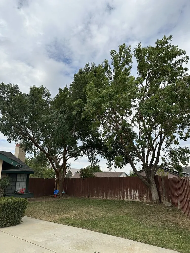 Reliable yard cleanup service for beautiful yards in California City, CA by Platinum Pines Tree service