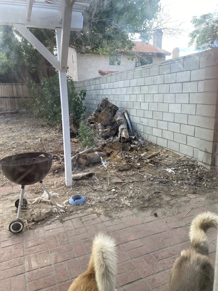 Reliable lawn mowing service in California City, CA by Platinum Pines Tree service