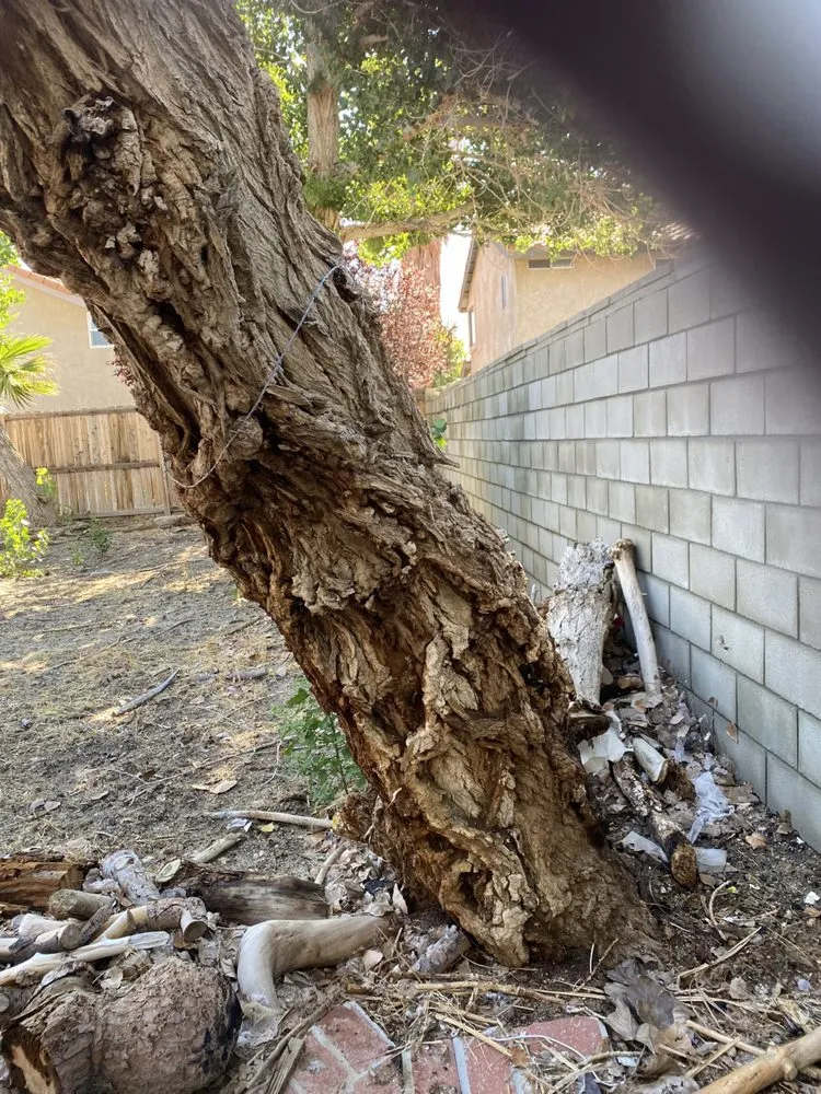 Expert residential landscaping in California City, CA by Platinum Pines Tree service