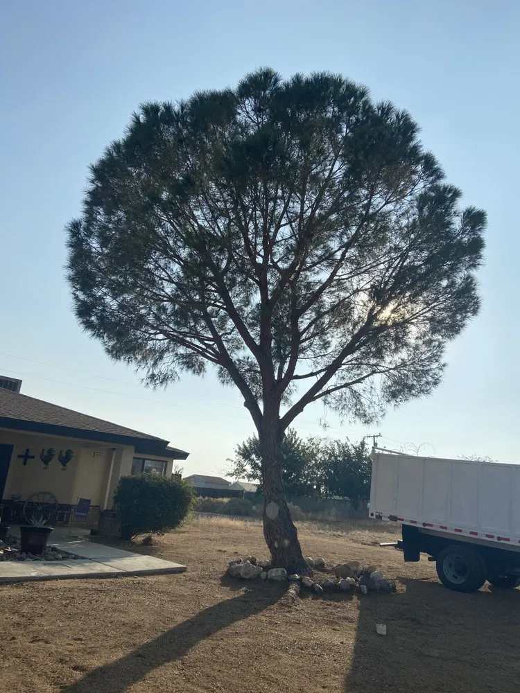 Reliable landscape installation experts serving California City, CA - Platinum Pines Tree service