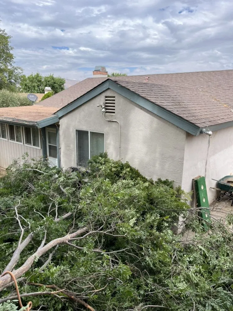 Top-rated landscape installation in California City, CA by Platinum Pines Tree service