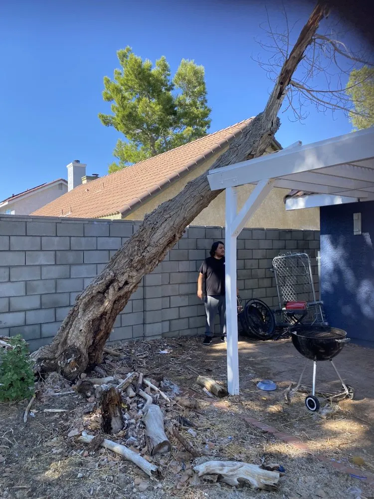Local yard cleanup service experts serving California City, CA - Platinum Pines Tree service