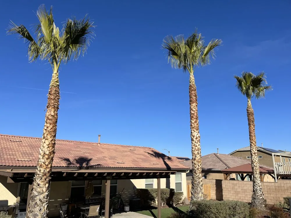 Professional lawn mowing service for year-round maintenance across California City, CA - Platinum Pines Tree service