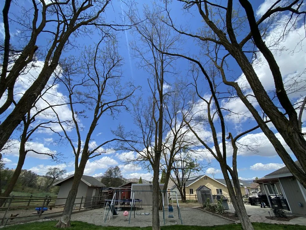 Expert landscape design in California City, CA - Platinum Pines Tree service