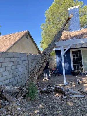 Platinum Pines Tree service