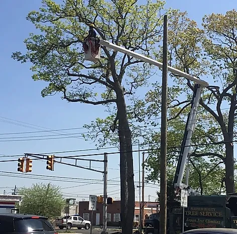 Professional landscape design experts serving Lakewood, NJ - Platinum Quality Tree Experts