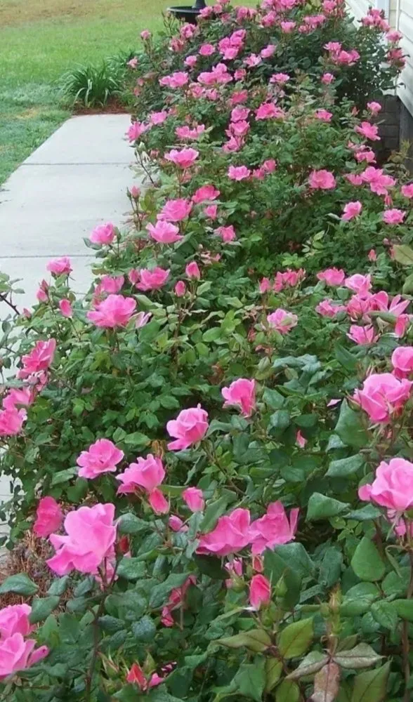 Custom lawn mowing service near you in Decatur, AL by Platnium Tree Service