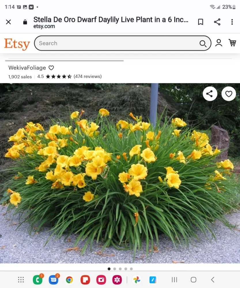 Local lawn care service in Decatur, AL by Platnium Tree Service