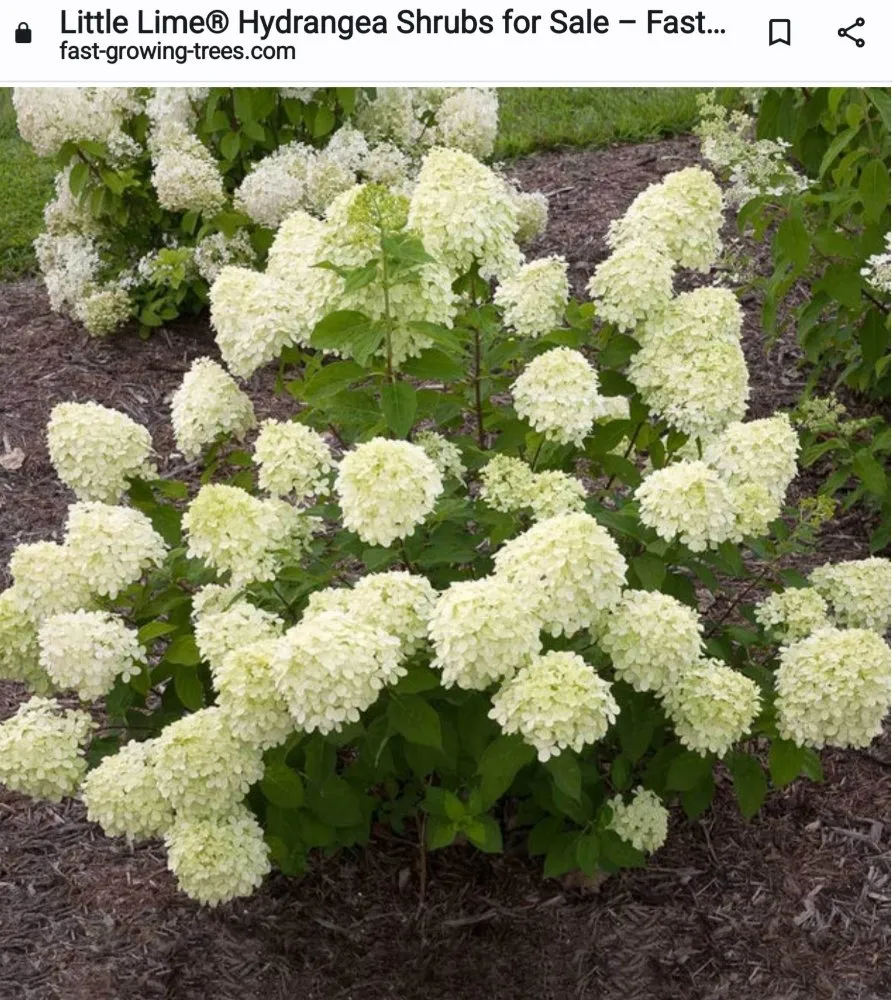 Local landscaping services experts serving Decatur, AL - Platnium Tree Service