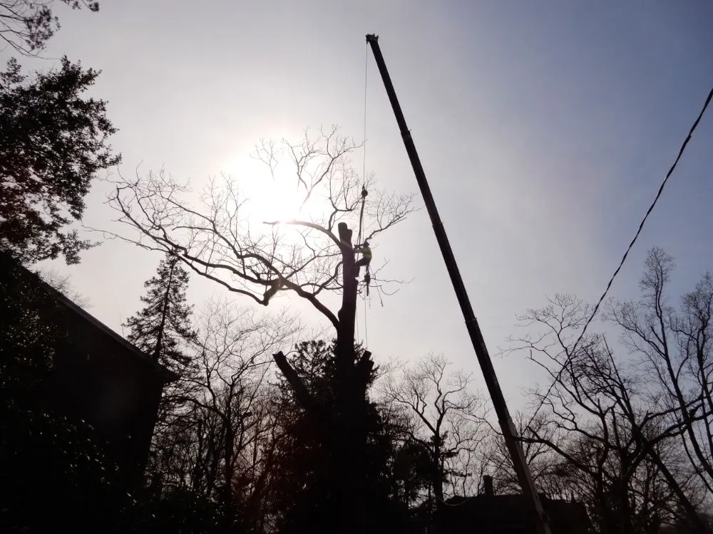 Trusted residential landscaping in Frankford, DE - Platt & Company