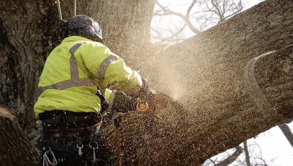 Professional lawn mowing service experts serving Frankford, DE - Platt & Company