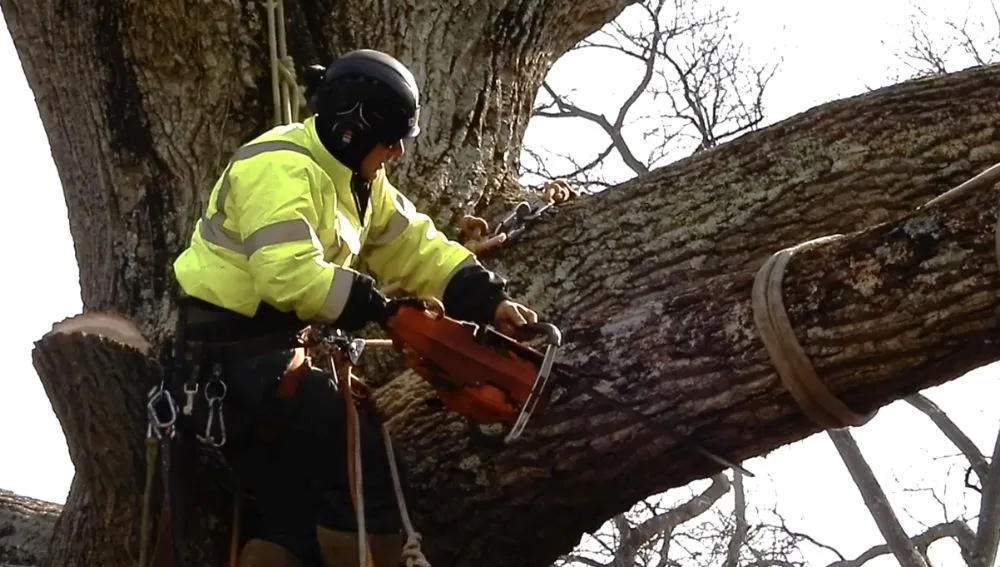 Custom yard cleanup service for beautiful yards in Frankford, DE by Platt & Company