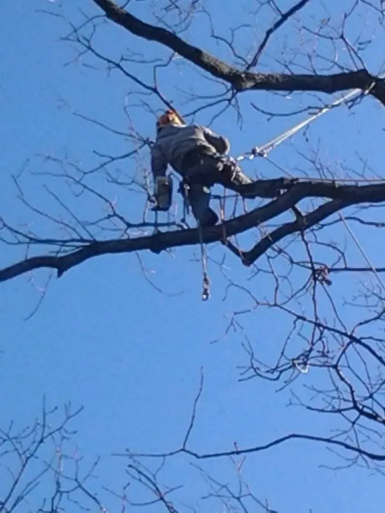 Professional landscaping services for residential properties in Frankford, DE by Platt & Company