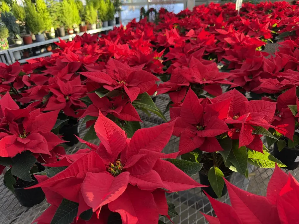 Reliable residential landscaping experts serving Bloomingdale, IL - Platt Hill Nursery