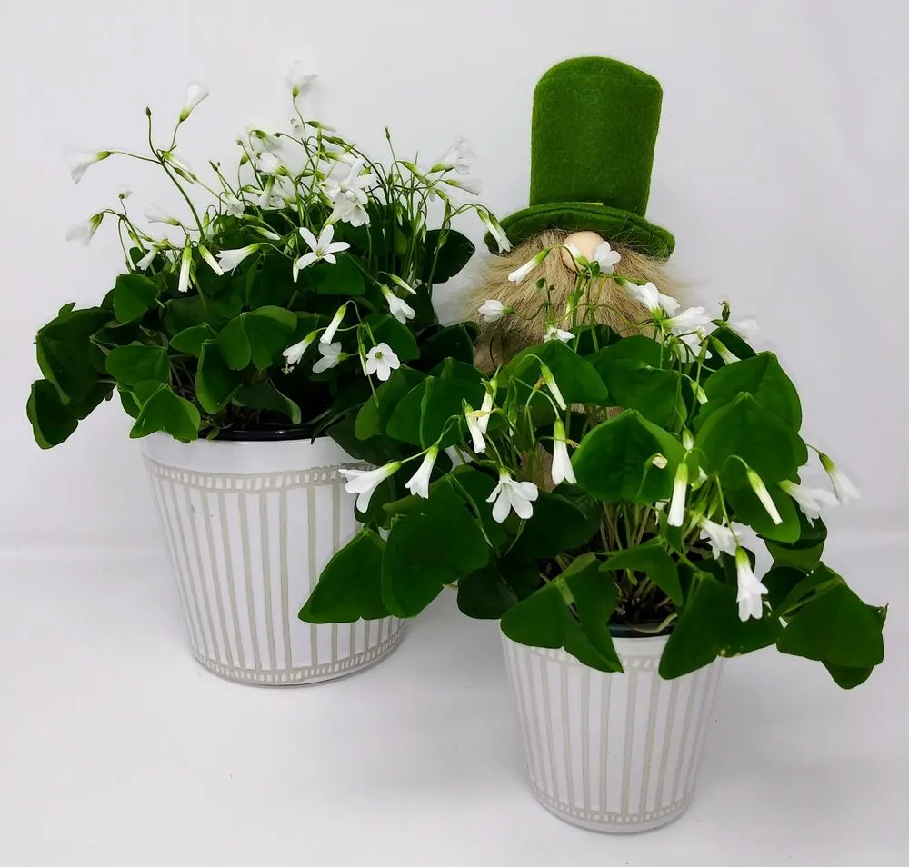 Local landscape installation for homes in Bloomingdale, IL by Platt Hill Nursery