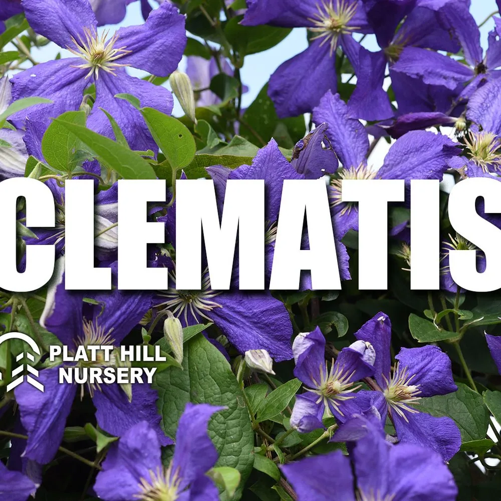 Reliable yard maintenance for year-round maintenance across Bloomingdale, IL - Platt Hill Nursery