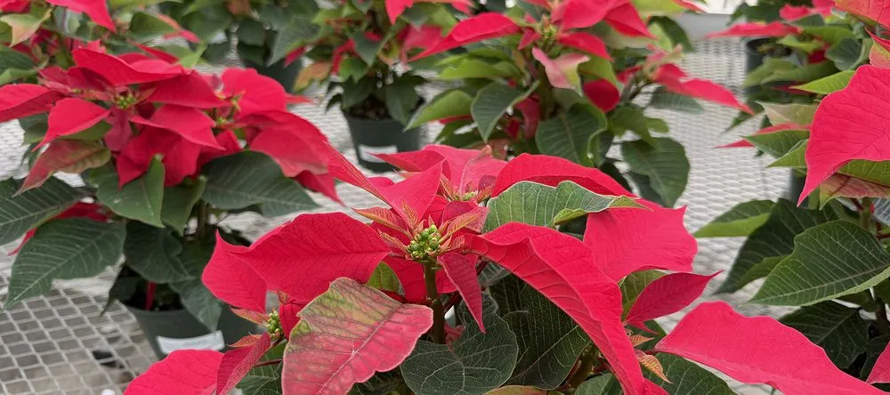 Expert landscaping services for beautiful yards in Bloomingdale, IL by Platt Hill Nursery