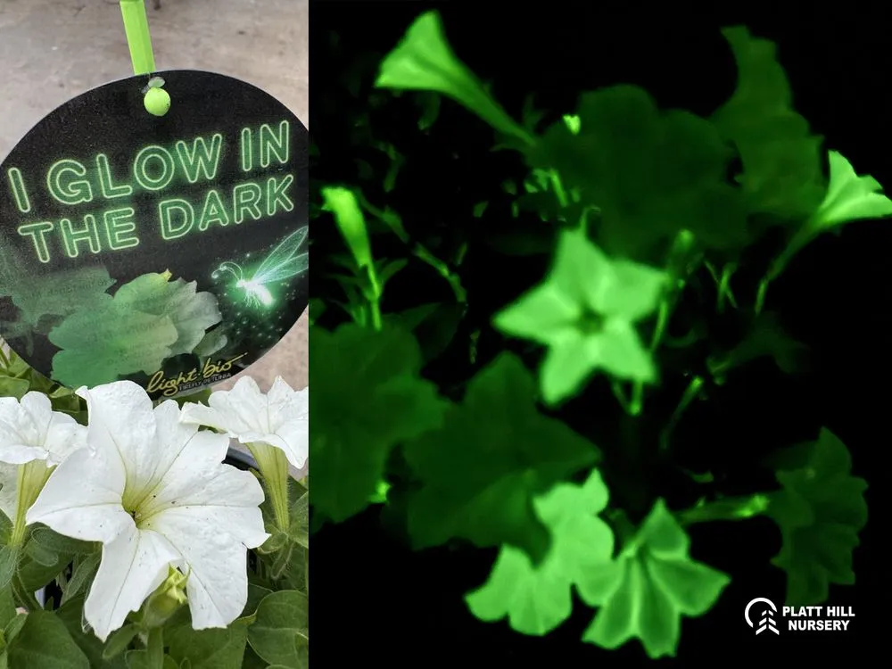 Expert yard maintenance for beautiful yards in Bloomingdale, IL by Platt Hill Nursery