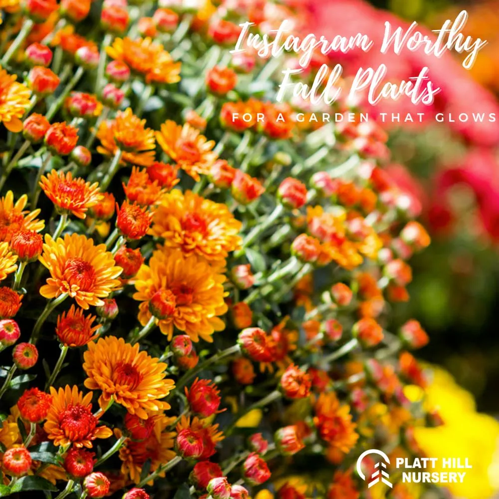 Custom garden landscaping for outdoor upgrades across Bloomingdale, IL - Platt Hill Nursery