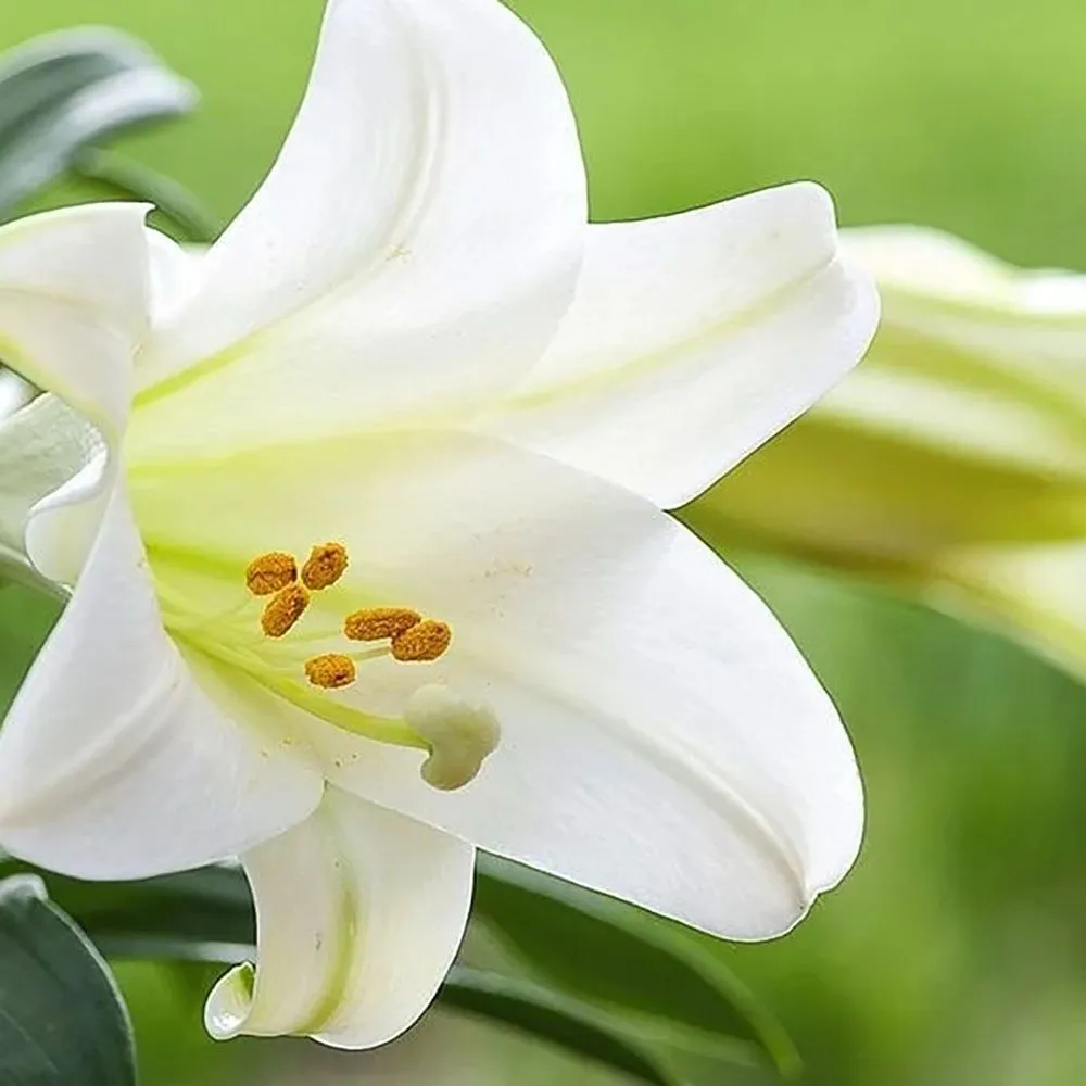 Local residential landscaping near you across Carpentersville, IL - Platt Hill Nursery