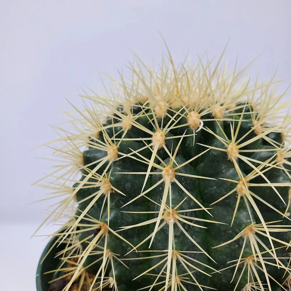 Top-rated garden landscaping in Carpentersville, IL by Platt Hill Nursery