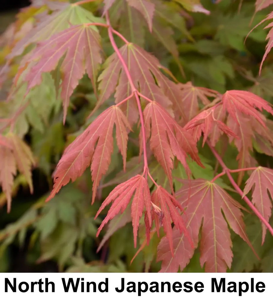 Top-rated landscape design experts serving Carpentersville, IL - Platt Hill Nursery