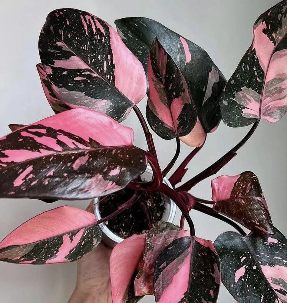 Expert lawn care service in Carpentersville, IL - Platt Hill Nursery