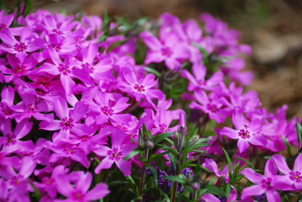 Affordable landscaping services in Carpentersville, IL by Platt Hill Nursery