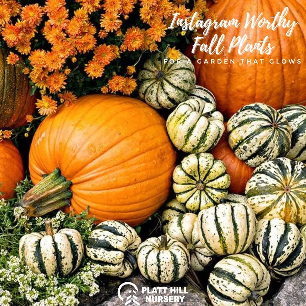 Reliable outdoor landscaping in Carpentersville, IL by Platt Hill Nursery