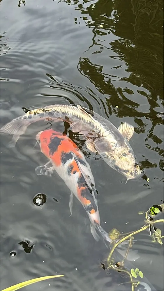 Local residential landscaping experts serving Salinas, CA - Playing Koi