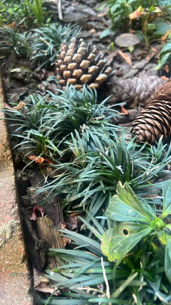 Affordable landscaping services in Salinas, CA by Playing Koi