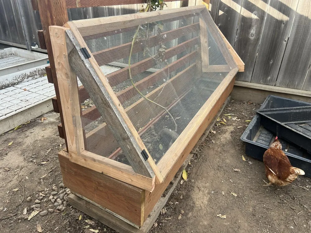 Professional landscape design in Salinas, CA - Playing Koi