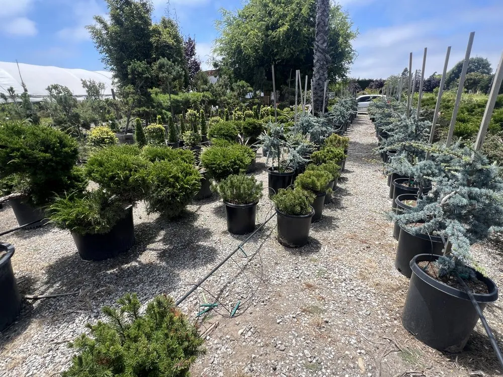 Reliable residential landscaping in Salinas, CA - Playing Koi