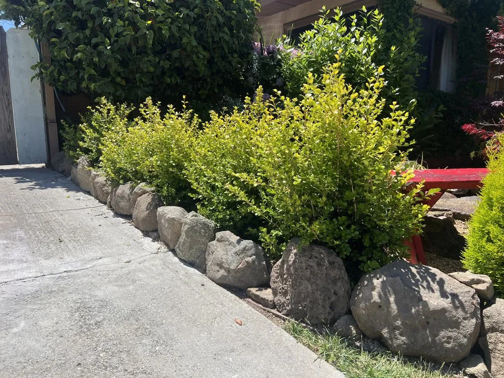 Local yard maintenance experts serving Salinas, CA - Playing Koi