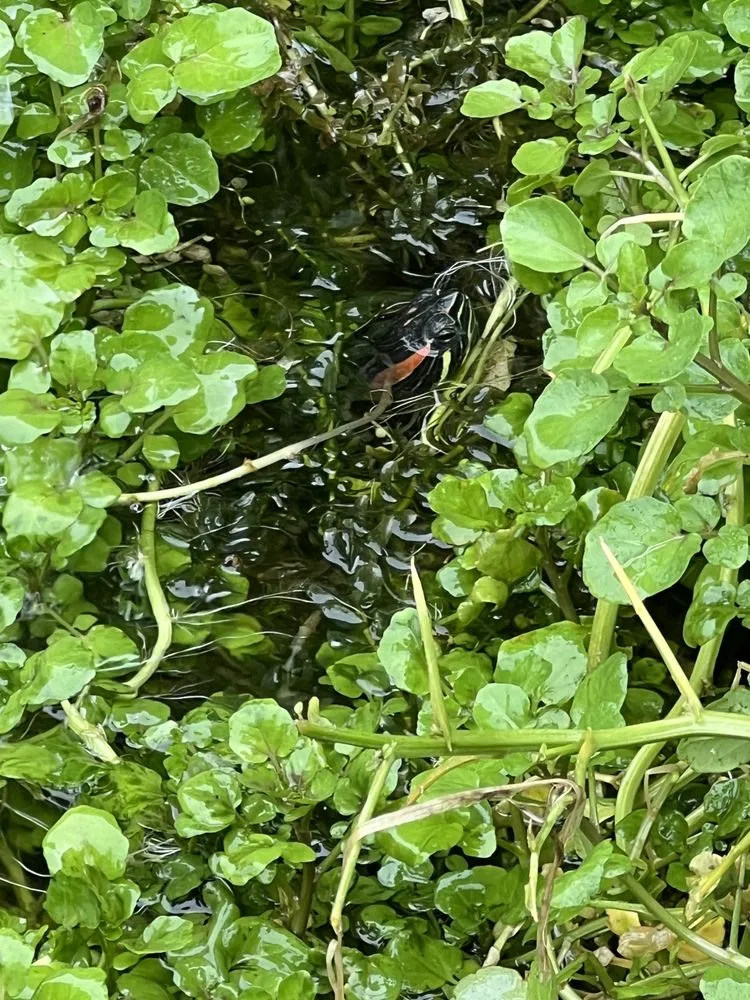 Professional yard cleanup service in Salinas, CA - Playing Koi