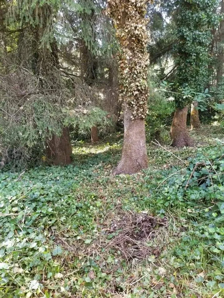 Trusted residential landscaping in Enumclaw, WA - PLC Landscaping