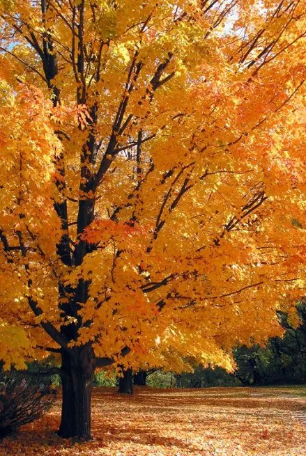 Trusted landscape installation in Collinsville, IL - PLC Outdoor Services