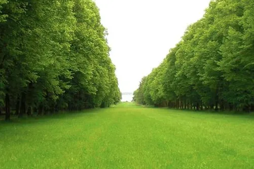 Local yard maintenance experts serving Collinsville, IL - PLC Outdoor Services