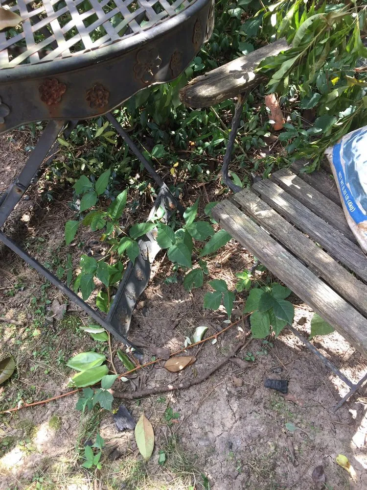 Local lawn mowing service in Durham, NC - Pleasant Green Grass