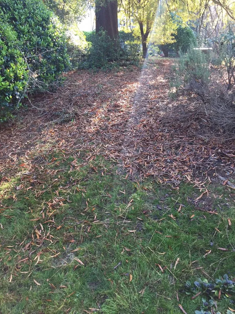 Top-rated landscape design in Durham, NC - Pleasant Green Grass