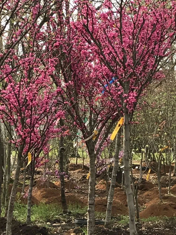 Trusted landscaping services experts serving Springfield, IL - Pleasant Nursery