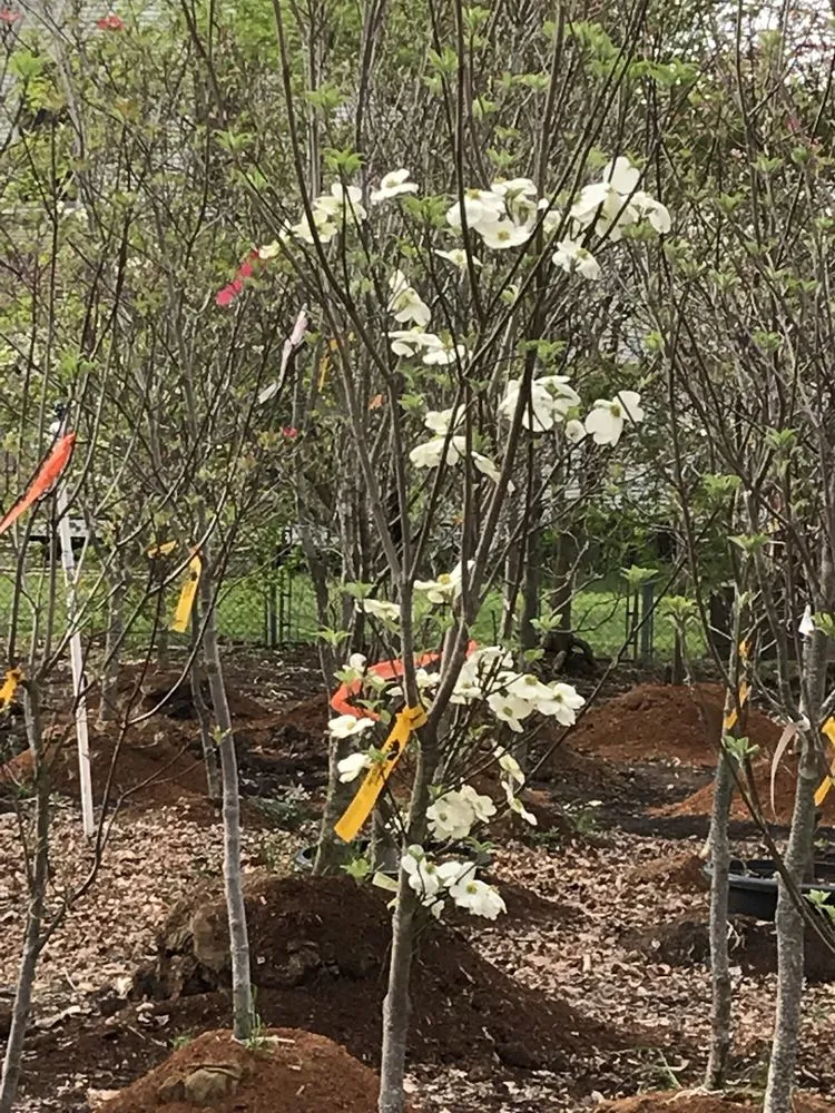 Expert yard maintenance in Springfield, IL by Pleasant Nursery