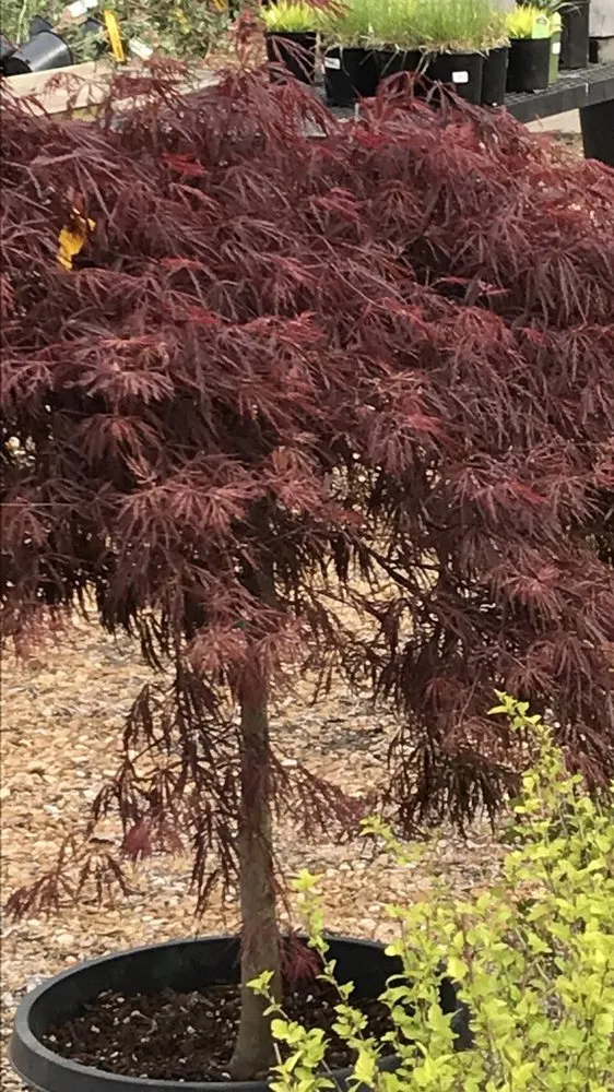 Reliable landscape installation experts serving Springfield, IL - Pleasant Nursery