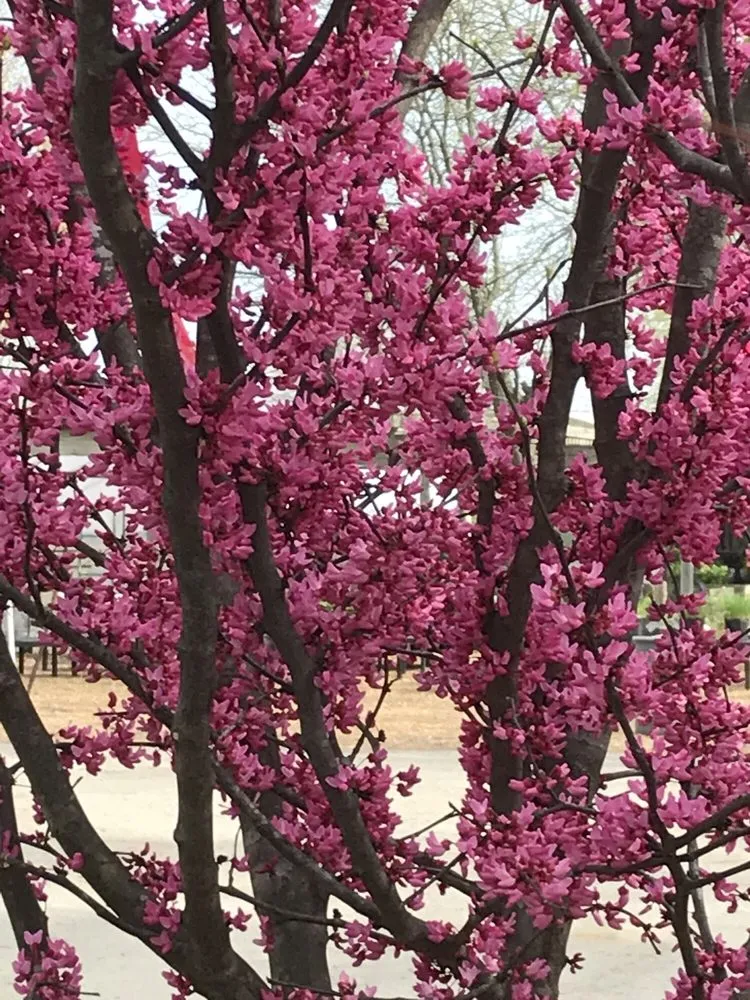 Reliable residential landscaping near you across Springfield, IL - Pleasant Nursery